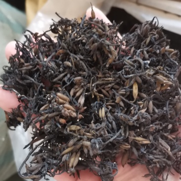 海藻江苏药用高含量纯净干净无杂质一公斤起包邮