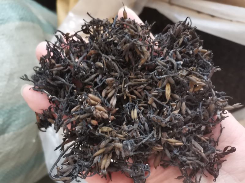 海藻江苏药用高含量纯净干净无杂质一公斤起包邮