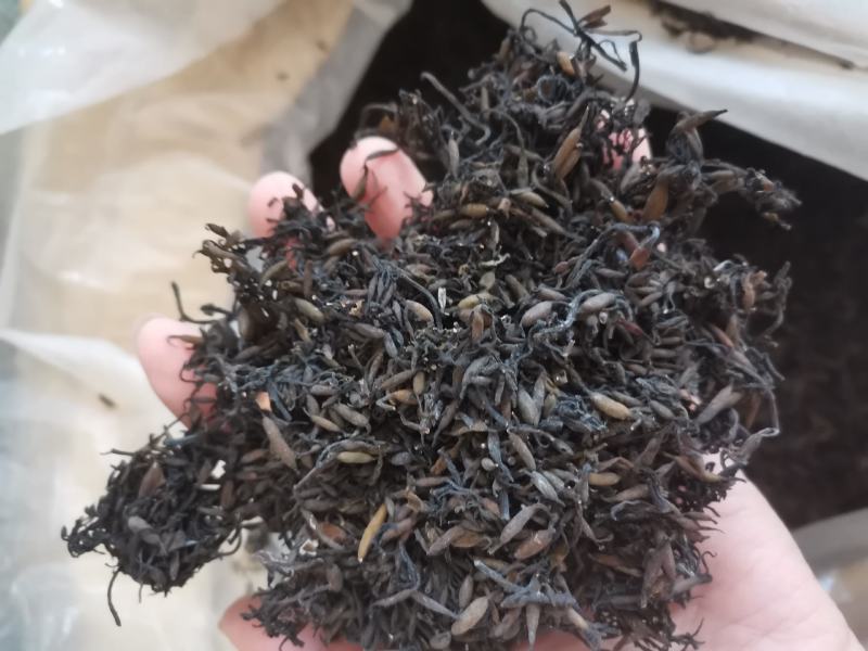 海藻江苏药用高含量纯净干净无杂质一公斤起包邮