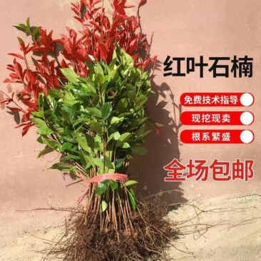 3O一50公分红叶石楠苗石楠小苗火焰红罗宾包邮,基地直销
