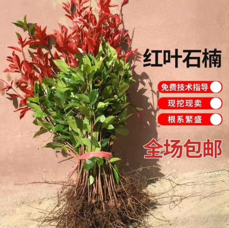 3O一50公分红叶石楠苗石楠小苗火焰红罗宾包邮，基地直销