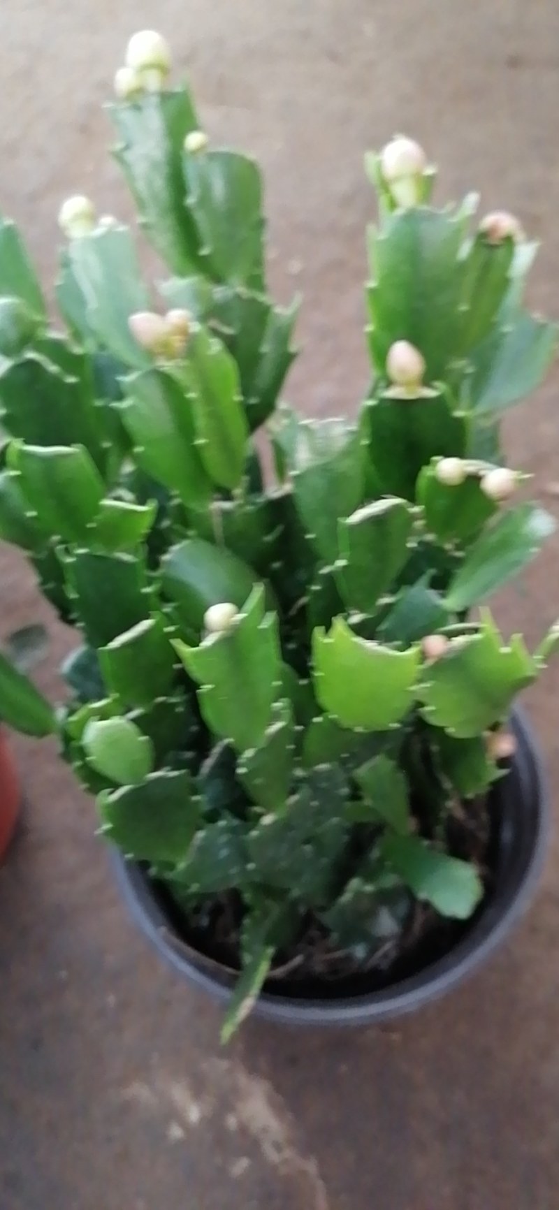蟹爪兰盆栽室内阳台绿植多色花卉多肉植物四季开