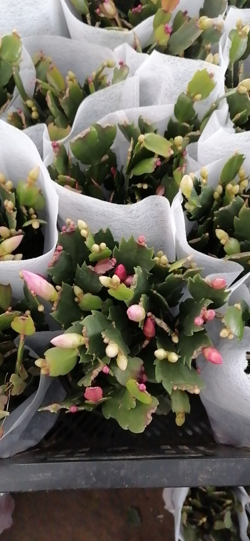 蟹爪兰盆栽室内阳台绿植多色花卉多肉植物四季开