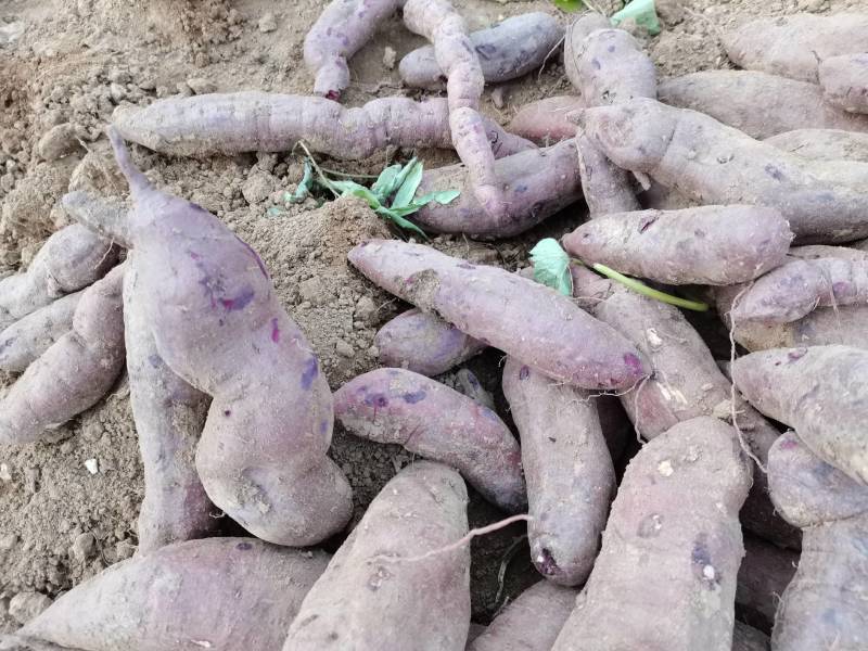 【包邮】山地沙土一支香板粟薯面甜可口原始种植现挖现发一件代发