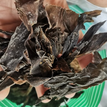 昆布山东药食两用无硫熏一公斤起包邮