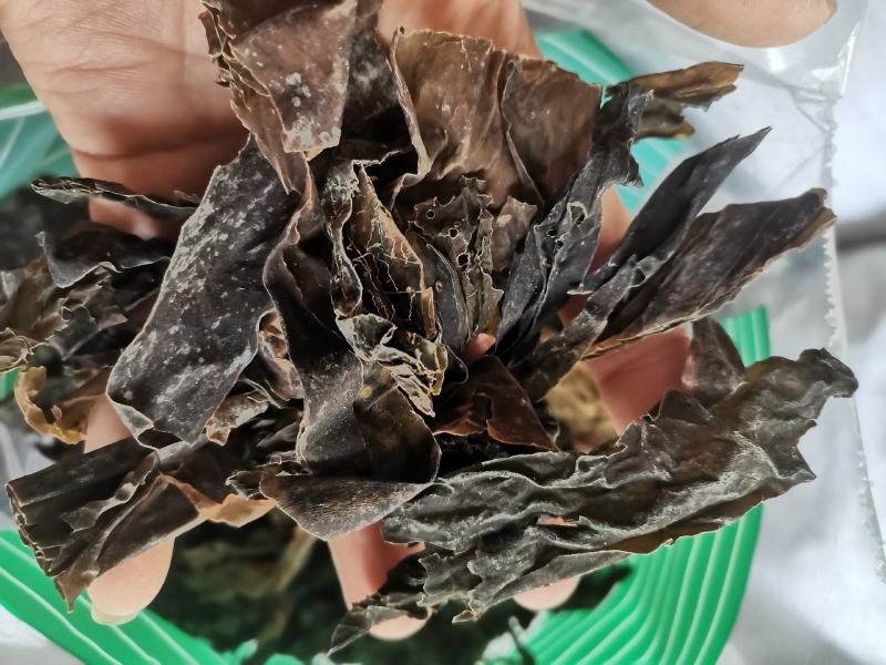 昆布山东药食两用无硫熏一公斤起包邮