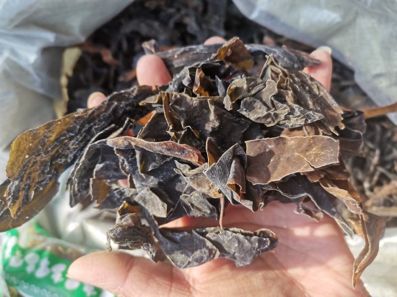 昆布山东药食两用无硫熏一公斤起包邮