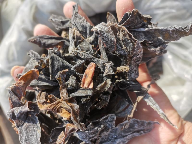 昆布山东药食两用无硫熏一公斤起包邮