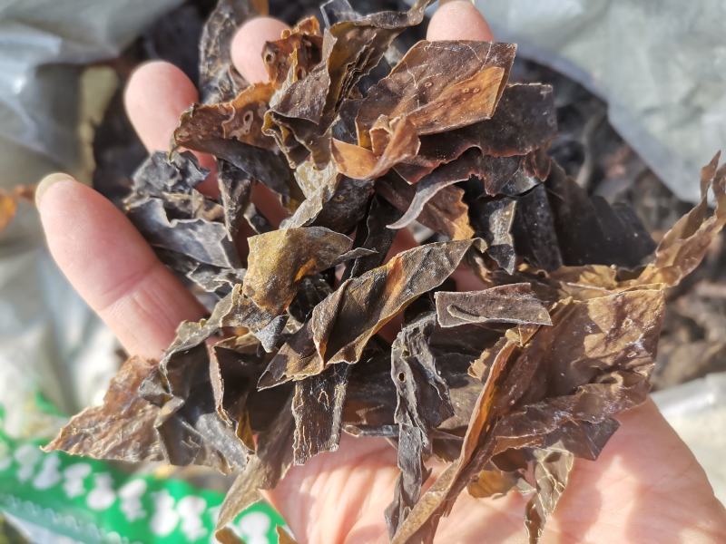 昆布山东药食两用无硫熏一公斤起包邮