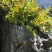 野生骨碎补，爬岩姜。