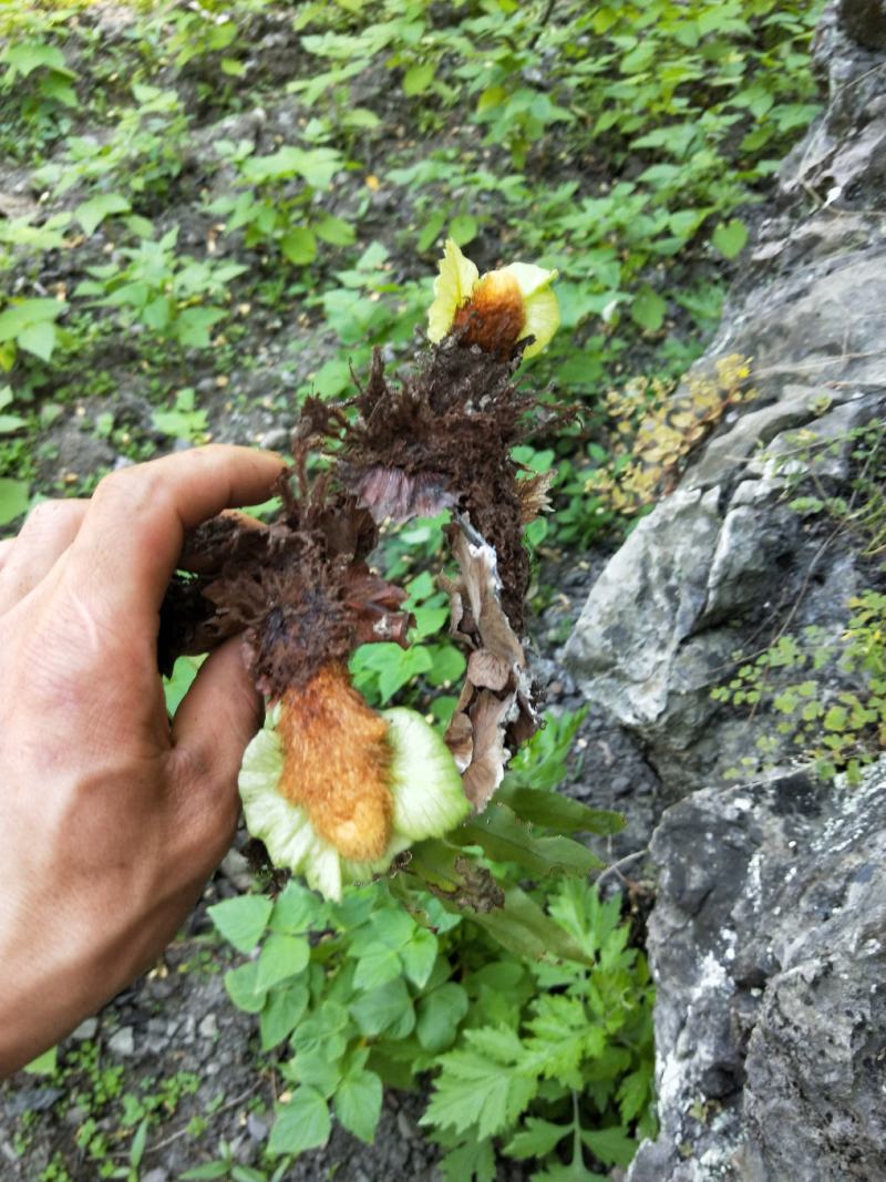 野生骨碎补，爬岩姜。