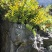 野生骨碎补，爬岩姜。