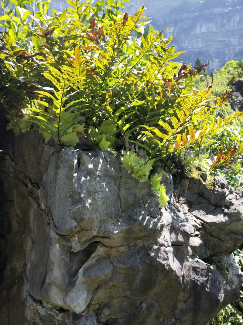 野生骨碎补，爬岩姜。