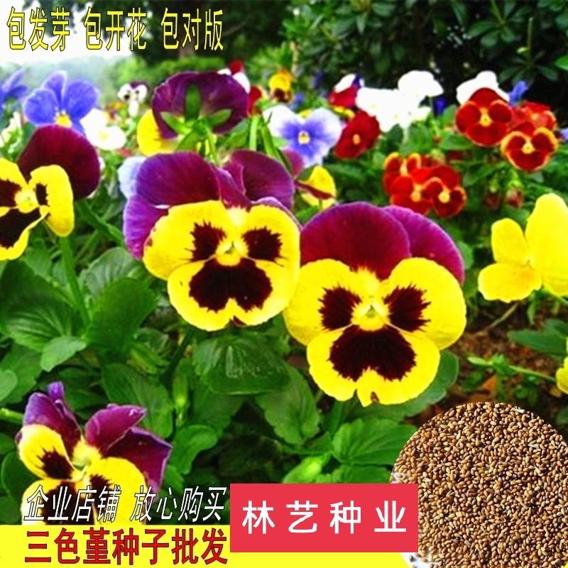 三色堇种子冬季耐寒四季播种易活室外庭院花海花镜猫儿脸