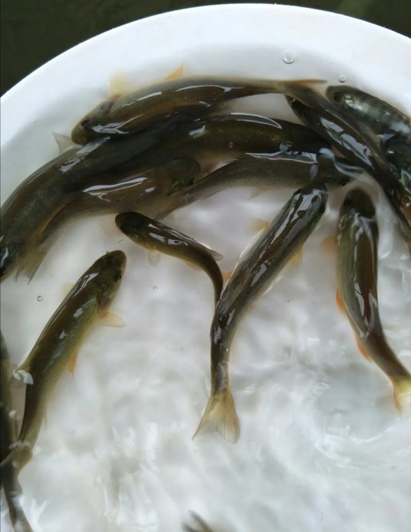 云南丁桂鱼苗，抗病能力强，适应能力强让你在养殖的路上无忧