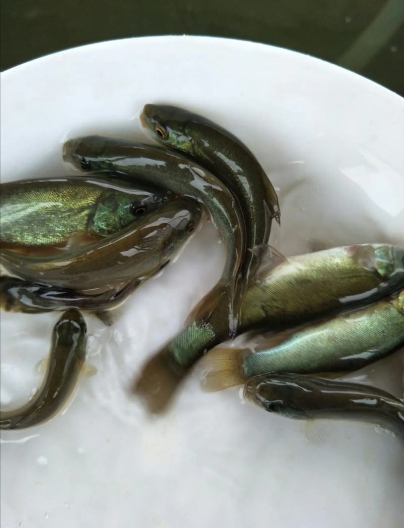 云南丁桂鱼苗，抗病能力强，适应能力强让你在养殖的路上无忧
