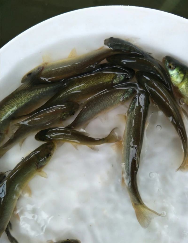 云南丁桂鱼苗，抗病能力强，适应能力强让你在养殖的路上无忧