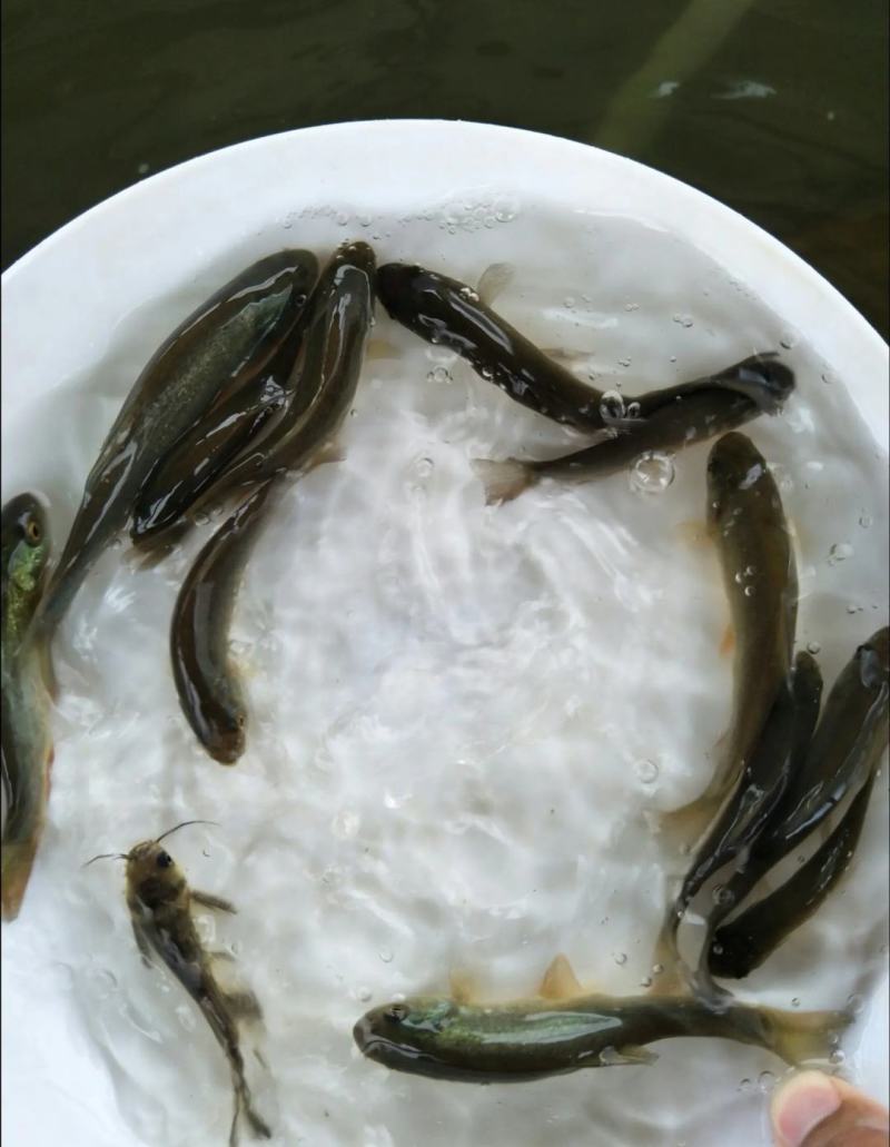 云南丁桂鱼苗，抗病能力强，适应能力强让你在养殖的路上无忧