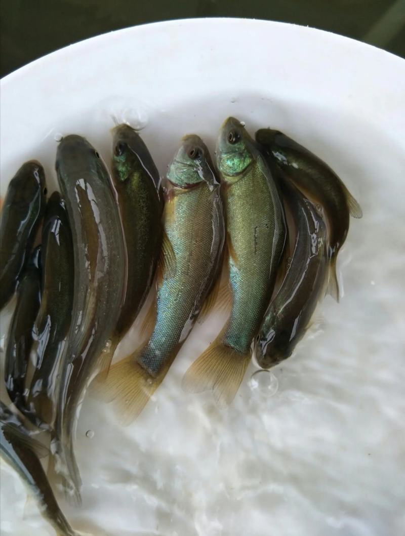 云南丁桂鱼苗，抗病能力强，适应能力强让你在养殖的路上无忧