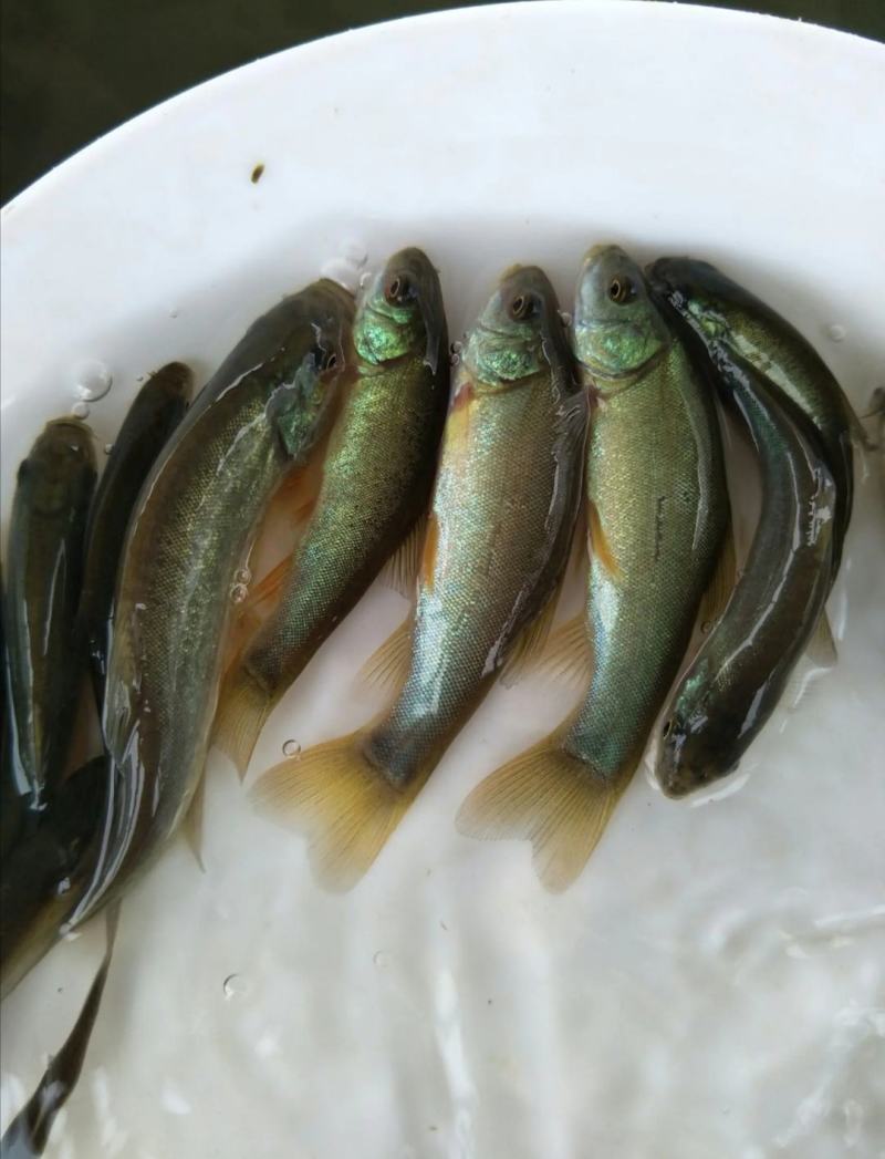 云南丁桂鱼苗，抗病能力强，适应能力强让你在养殖的路上无忧