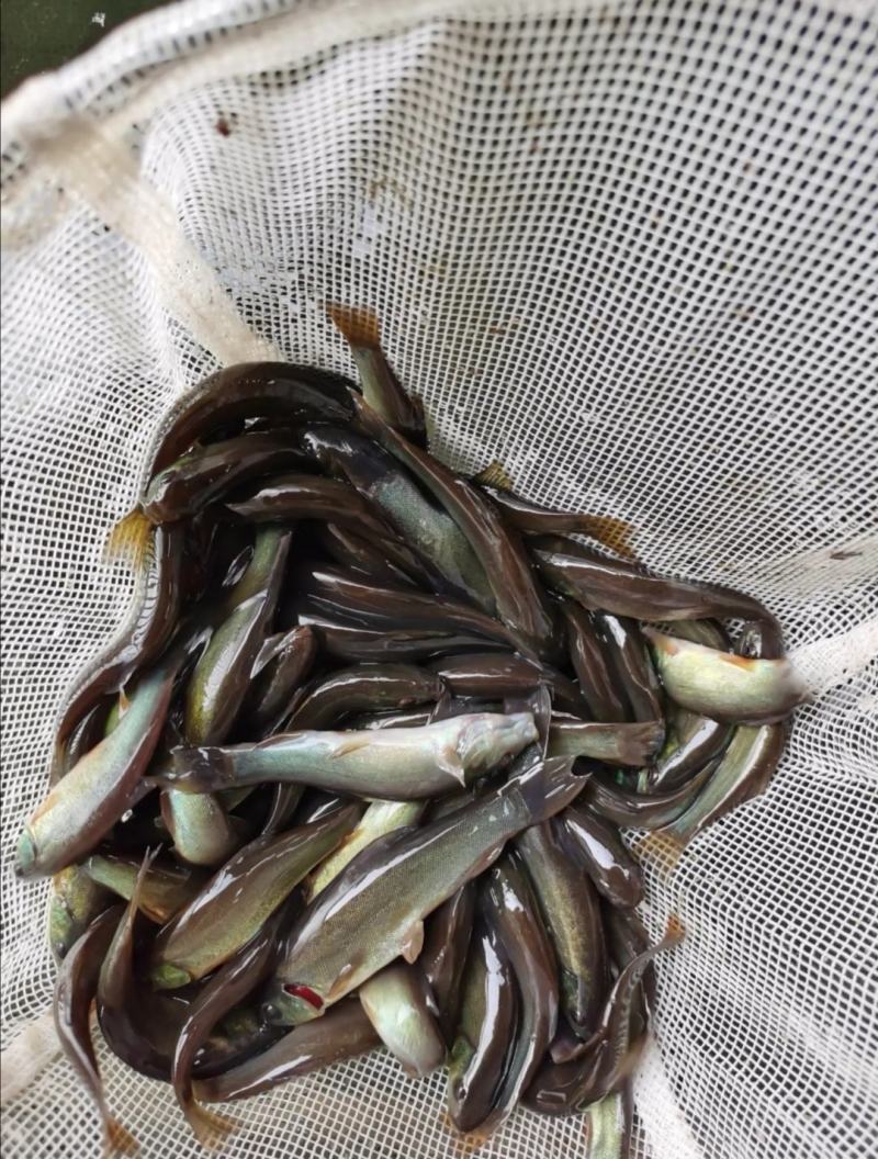 云南丁桂鱼苗，抗病能力强，适应能力强让你在养殖的路上无忧