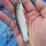 供场地直销，草鱼苗，打过疫苗，品种质量优良，有想法的联系