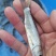 供场地直销，草鱼苗，打过疫苗，品种质量优良，有想法的联系