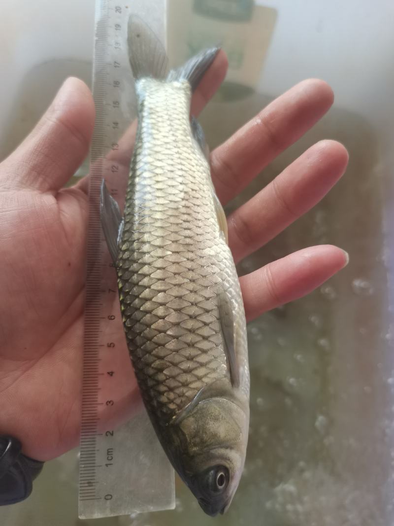 供场地直销，草鱼苗，打过疫苗，品种质量优良，有想法的联系