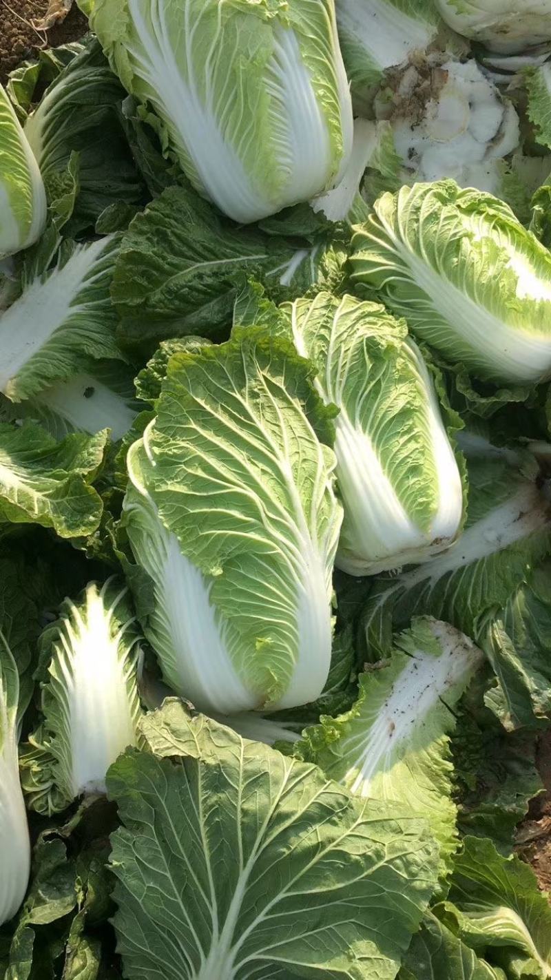 白菜青杂三号净菜耐运输5-67斤诚信商家万亩基地发全国