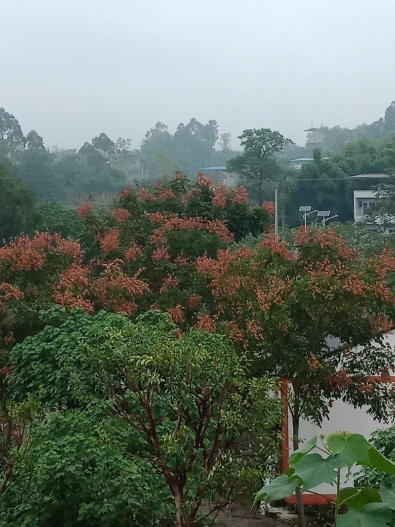 绿化工程用苗，各规格的栾树