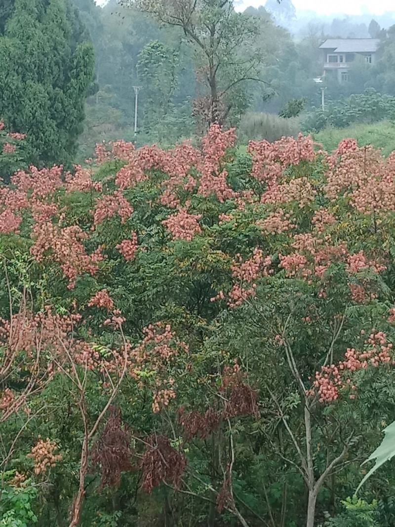绿化工程用苗，各规格的栾树