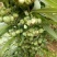 多花姜形黄精新籽，可以代催芽免费提供技术