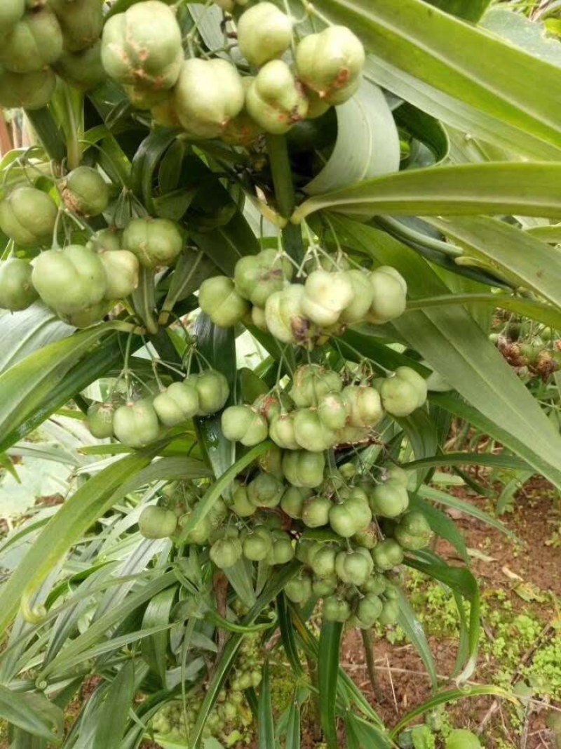 多花姜形黄精新籽，可以代催芽免费提供技术