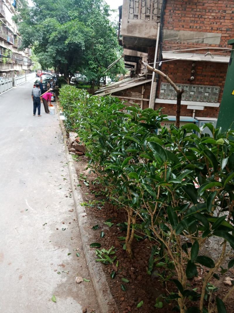 绿化工程苗，笼子桂花。佛顶桂