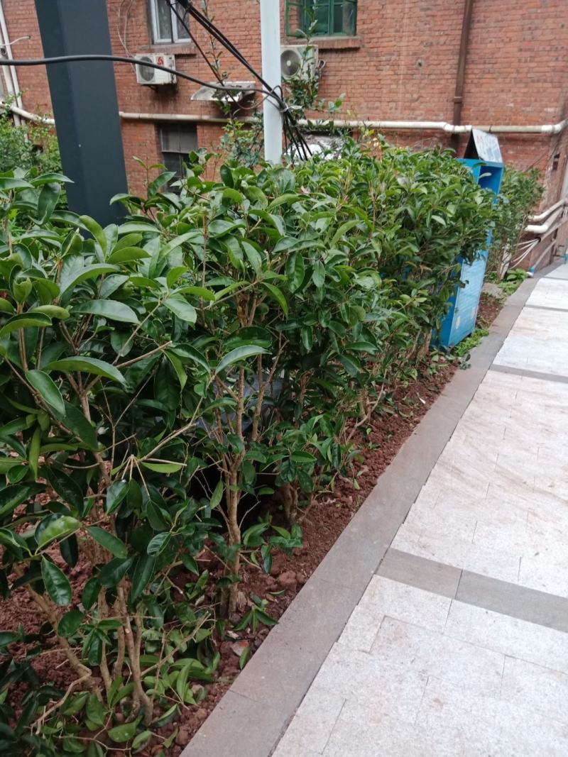 绿化工程苗，笼子桂花。佛顶桂