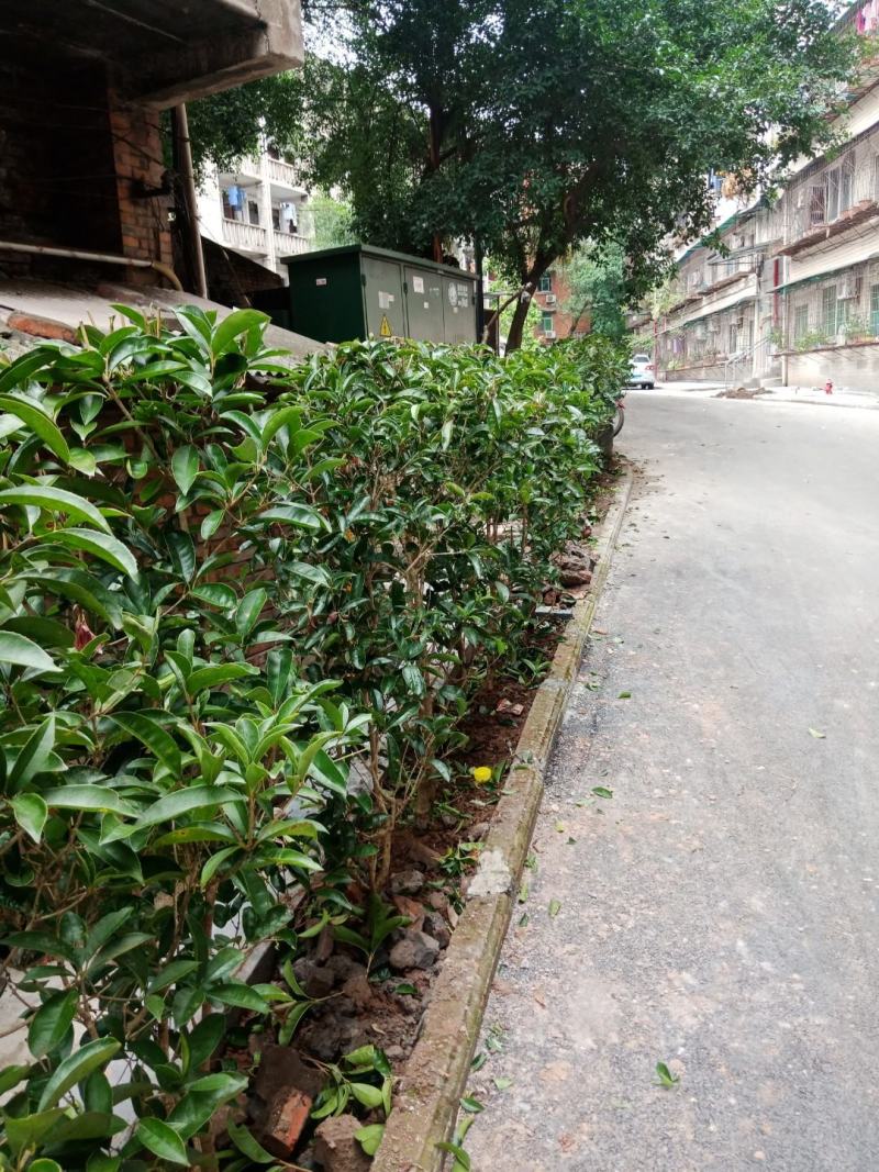 绿化工程苗，笼子桂花。佛顶桂
