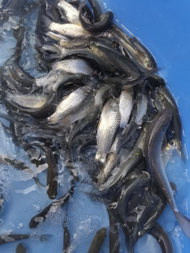 长期供应，良种草鱼苗，打过疫苗，养殖产量高，吃料生猛，。