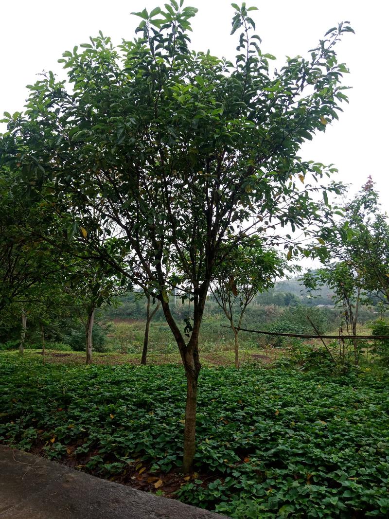 绿化工程用苗，各规格的黄葛树