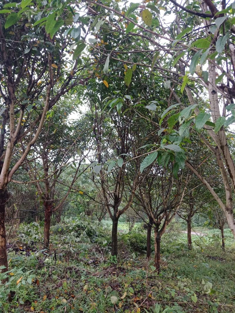 绿化工程用苗，各规格的黄葛树