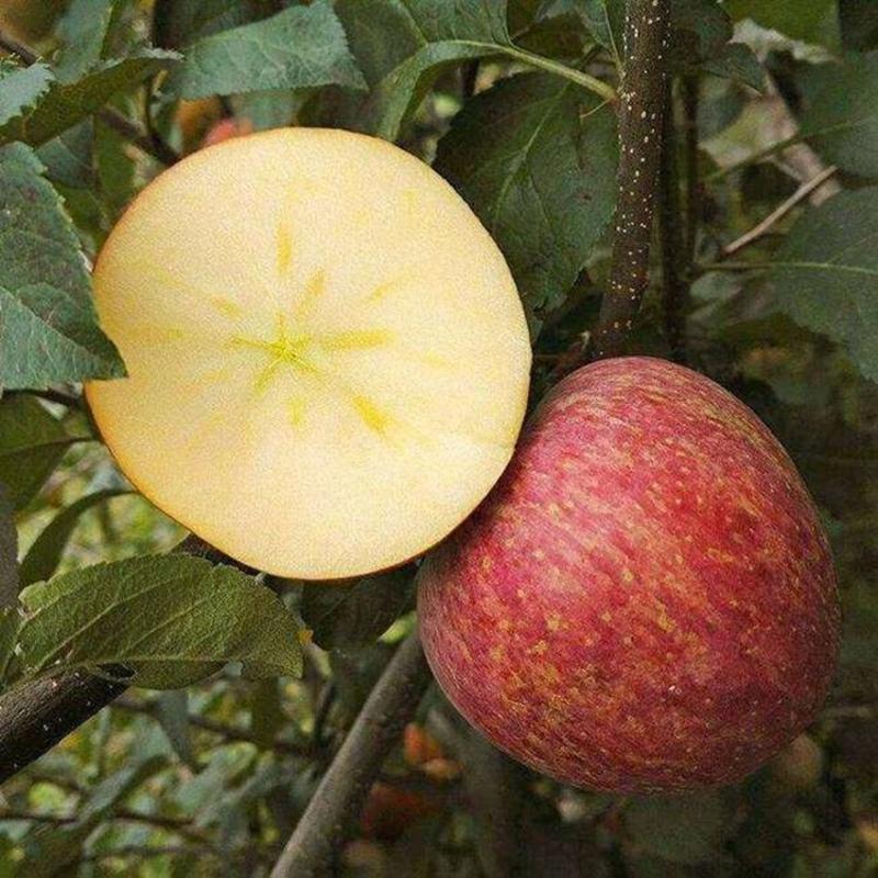 嫁接冰糖心苹果树苗，南北方种植庭院种植，当年结果盆栽地栽