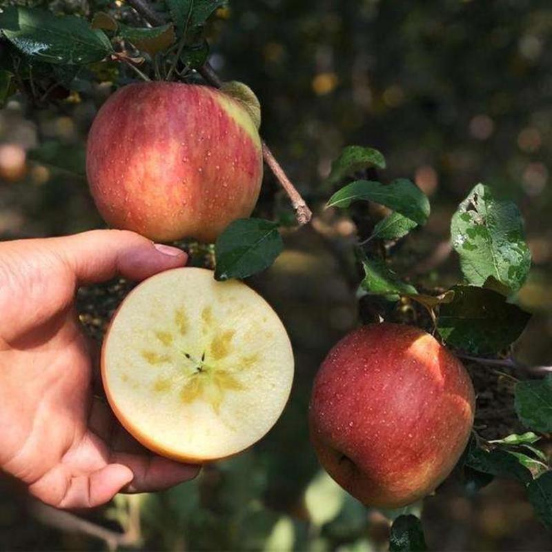 嫁接冰糖心苹果树苗，南北方种植庭院种植，当年结果盆栽地栽
