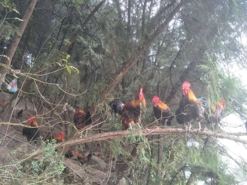 跑山鸡，正宗跑山鸡全部散养在山上喂玉米，绵阳三台长期有货