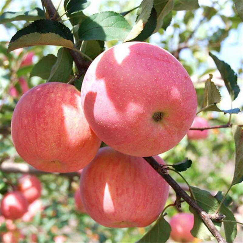 嫁接红富士苹果树苗，南北方种植庭院种植，当年结果盆栽地栽