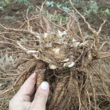 四川药材种植基地当归
