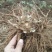 四川药材种植基地当归