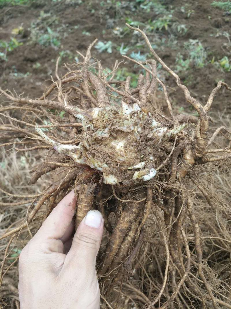 四川药材种植基地当归