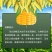 （包邮）新鲜东北黄糯玉米黑龙江黄糯玉米棒10根新鲜玉米