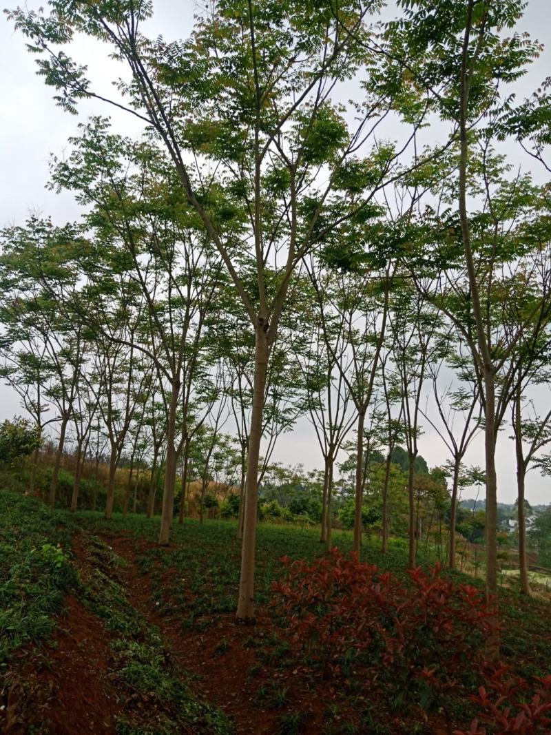 栾树12~14cm12~14cm3~3.5米