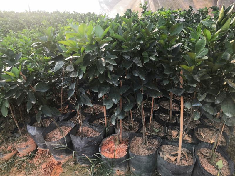 江西赣州赣南脐橙苗纽荷尔脐橙苗卡拉卡拉红肉脐橙苗