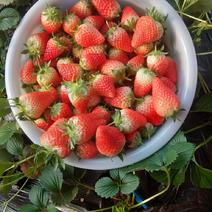 安丘鲜草莓基地大量供用